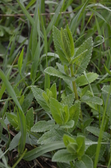 Nepeta nuda