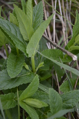 Nepeta nuda