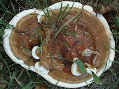 Ganoderma sessile
