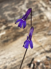 Lobelia tomentosa