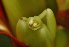 Werauhia proctorii