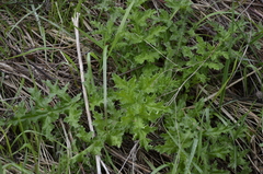 Echinops sphaerocephalus