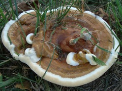 Ganoderma sessile