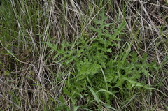 Echinops sphaerocephalus