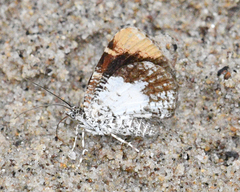 Heterusia