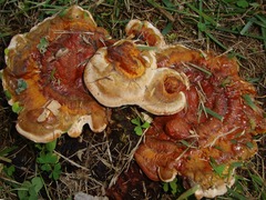 Ganoderma sessile