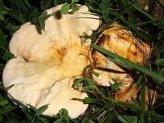 Ganoderma sessile