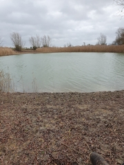 Physcomitrium patens