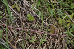 Rubus caesius