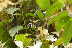 Maxillaria patens