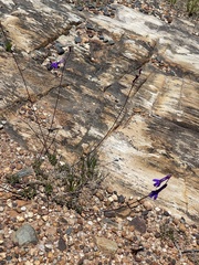 Lobelia tomentosa