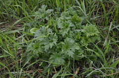 Leonurus quinquelobatus