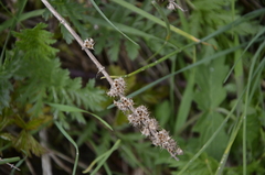 Leonurus quinquelobatus