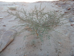 Vachellia tortilis