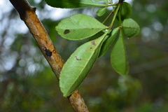 Zanthoxylum pistaciiflorum