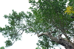 Zanthoxylum pistaciiflorum