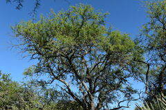 Prosopis nigra