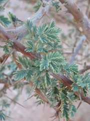 Vachellia tortilis
