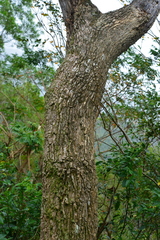 Zanthoxylum pistaciiflorum