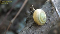 Chosenelix problematica