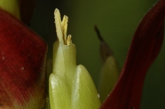 Werauhia proctorii