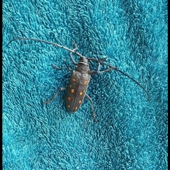 Batocera frenchi