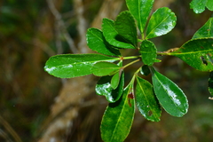 Zanthoxylum pistaciiflorum