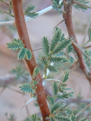 Vachellia tortilis