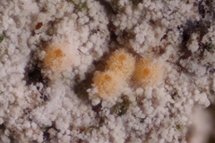 Paranectria oropensis