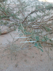 Vachellia tortilis