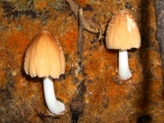Coprinellus radians