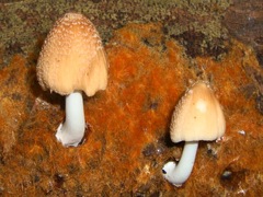 Coprinellus radians