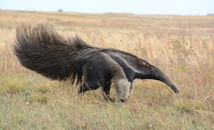 Myrmecophaga tridactyla