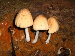 Coprinellus radians