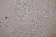 Paranectria oropensis