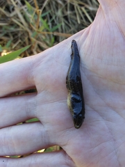 Lithobates sphenocephalus