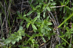 Thymus pannonicus