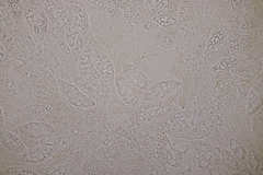 Paranectria oropensis