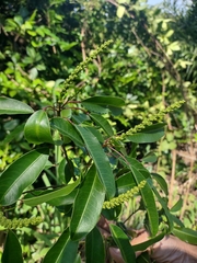 Sapium glandulosum