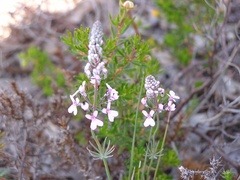 Stylidium