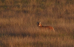 Chrysocyon brachyurus