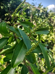 Sapium glandulosum
