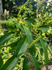 Sapium glandulosum