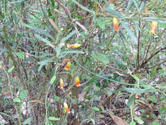 Marianthus bignoniaceus