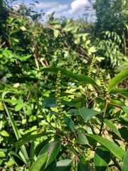 Sapium glandulosum