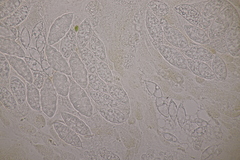 Paranectria oropensis