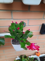 Schlumbergera truncata