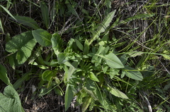 Centaurea scabiosa