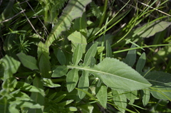 Centaurea scabiosa
