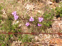 Thysanotus manglesianus